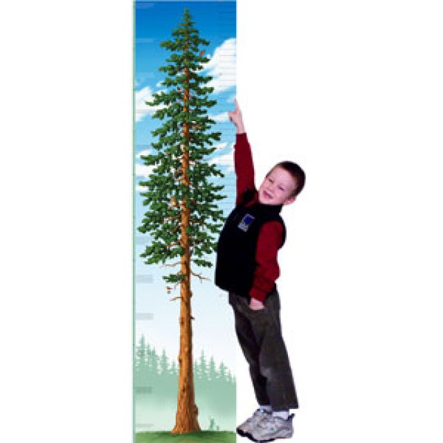 Redwood Growing Tree Chart
